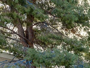 Viridian Palms Apartments NV | Las Vegas Apartments